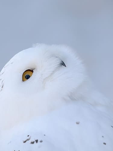 Finland, Ranua Wildlife Park. Snowy owl during winter. Art Print